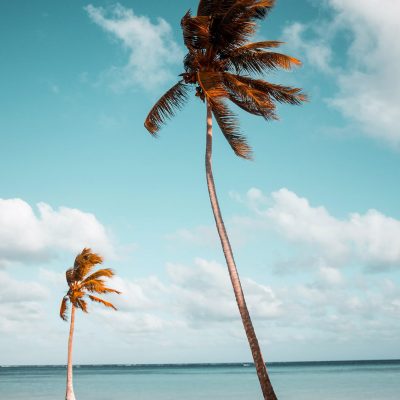 Palm trees on beautiful white beach