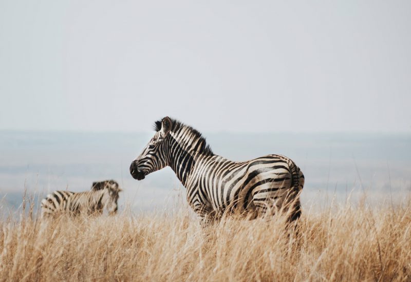 Zebras in South Africa